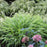 Grass, Japanese Forest Grass, Hakone Grass