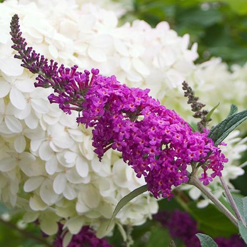 Butterfly Bush, Miss Ruby Butterfly Bush