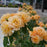 Rose, Proven Winners® Color Choice® At Last® Rose