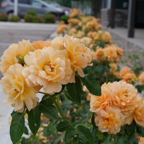 Rose, Proven Winners® Color Choice® At Last® Rose