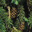 Spruce, Black Hills Spruce