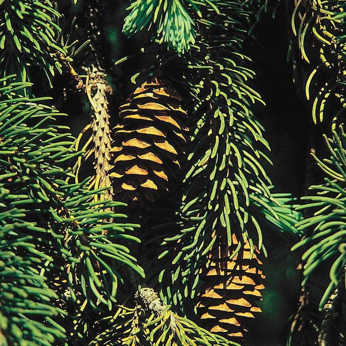 Spruce, Black Hills Spruce