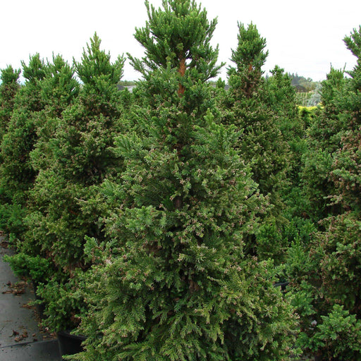 Cedar, Black Dragon Japanese Cedar