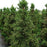 Cedar, Black Dragon Japanese Cedar