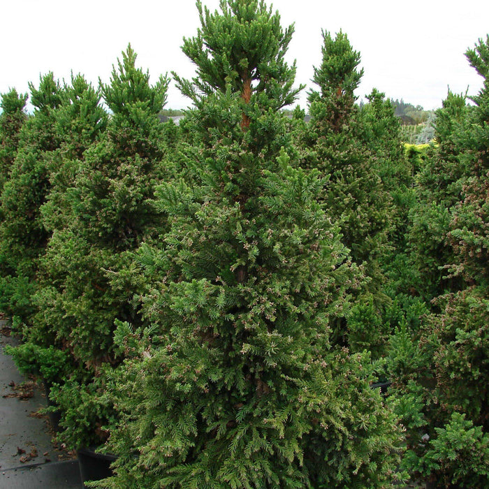 Cedar, Black Dragon Japanese Cedar