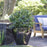 Vaccinium corymbosum 'ZF06-043'  - Peach Sorbet® Blueberry