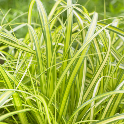 Sedge, Evercolor® Eversheen Variegated Sedge