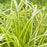 Sedge, Evercolor® Eversheen Variegated Sedge