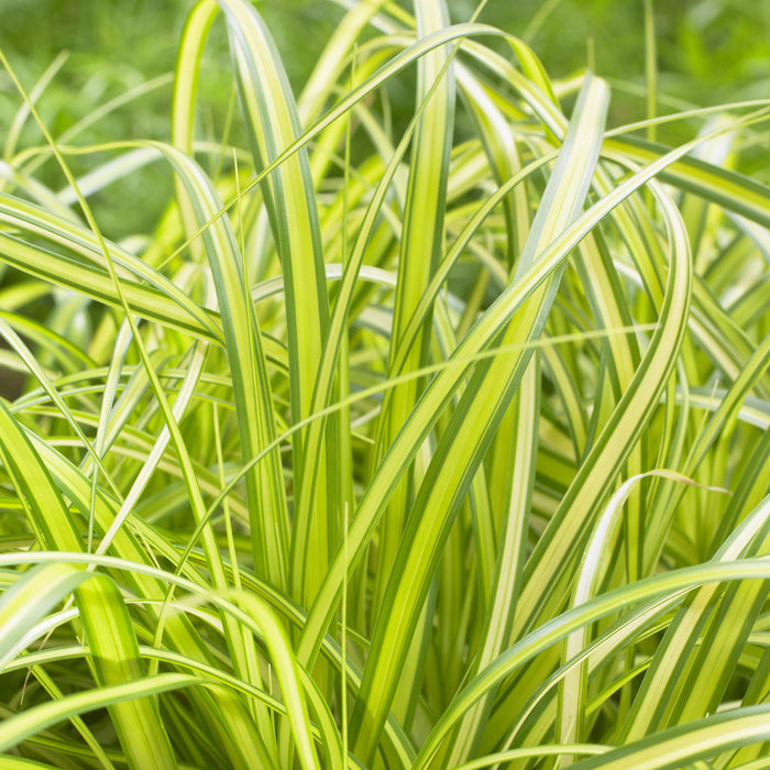 Sedge, Evercolor® Eversheen Variegated Sedge