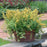 Hyssop, Kudos™ Yellow Hummingbird Mint