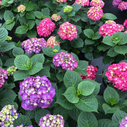 Hydrangea, Let's Dance® Big Band® Hydrangea