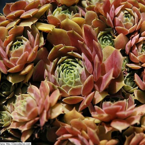 Sempervivum, Silverine Hens and Chicks