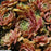 Sempervivum, Silverine Hens and Chicks