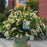 Sweetspire, Fountains of Rouge™ Sweetspire