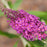 Butterfly Bush, Miss Ruby Butterfly Bush