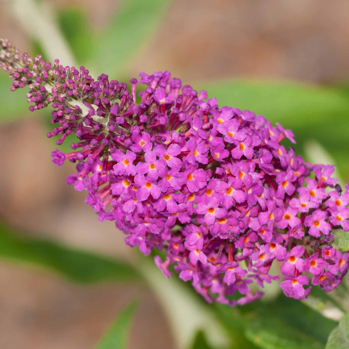 Butterfly Bush, Miss Ruby Butterfly Bush