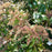 Andromeda, Mountain Fire Pieris