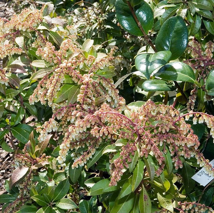 Andromeda, Mountain Fire Pieris