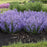 Catmint, Cat's Pajamas Catmint