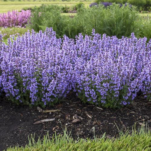 Catmint, Cat's Pajamas Catmint