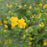 Kerria, Golden Guinea Japanese Kerria