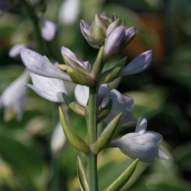 Hosta, First Frost Hosta