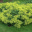 Lady's Mantle