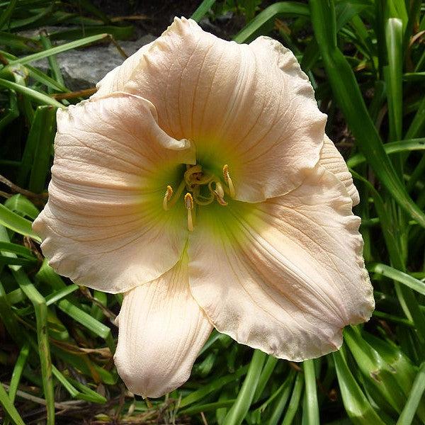 Daylily, Barbara Mitchell Daylily