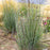 Grass, Cinnamon Sticks Little Bluestem