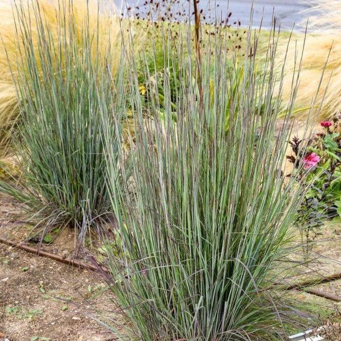 Grass, Cinnamon Sticks Little Bluestem