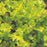 Coral Bells, Lime Marmalade Heuchera