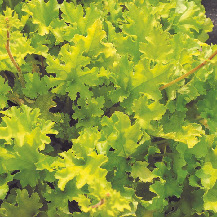 Coral Bells, Lime Marmalade Heuchera