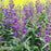 Penstemon 'Pristine Lilac Purple'  - Pristine Lilac Purple Beardtongue