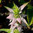Monarda punctata  - Spotted Beebalm