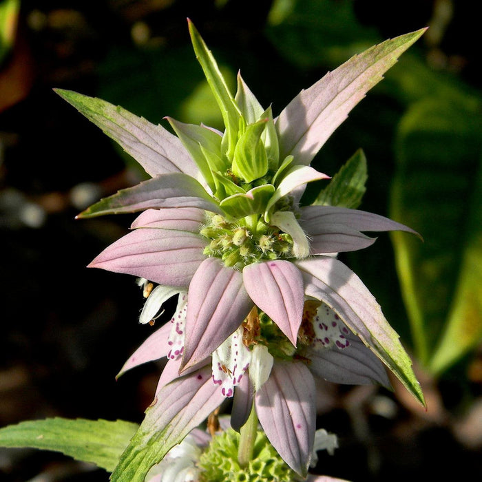 Monarda punctata  - Spotted Beebalm
