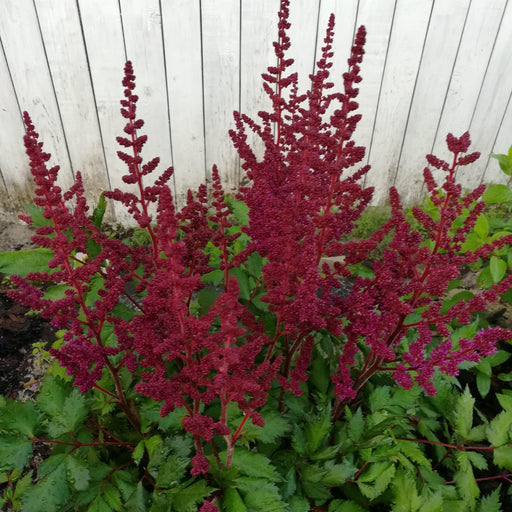 Astilbe, Vision in Red Chinese Astilbe