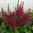 Astilbe, Vision in Red Chinese Astilbe