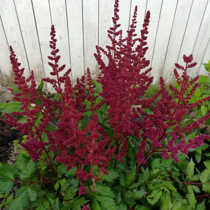 Astilbe, Vision in Red Chinese Astilbe