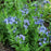 Blue Star, Blue Ice Amsonia