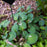 Hosta, Blue Mouse Ears Hosta