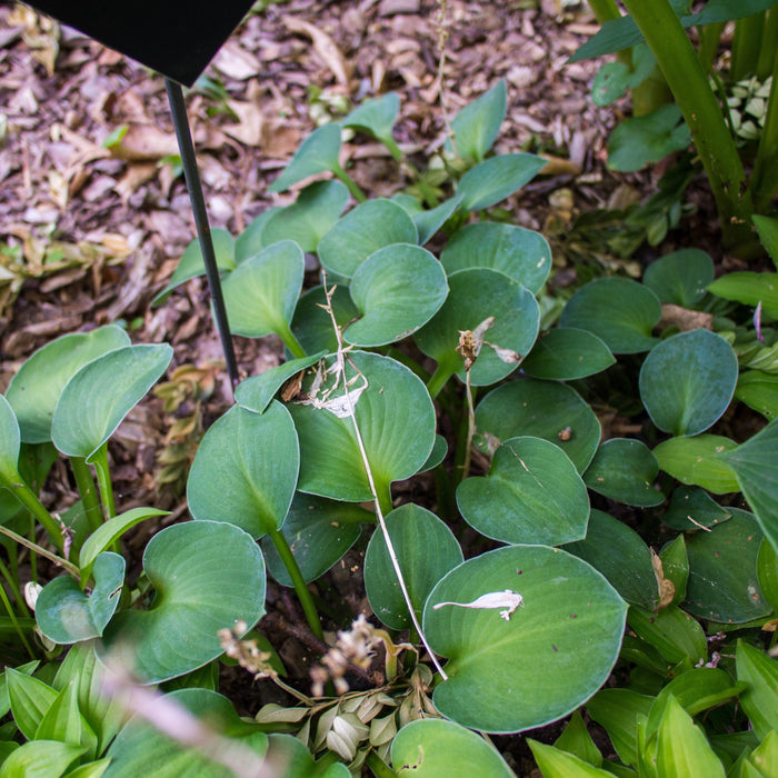 Hosta, Blue Mouse Ears Hosta