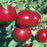Apple, Empire, 7 gal (5-7 ft)