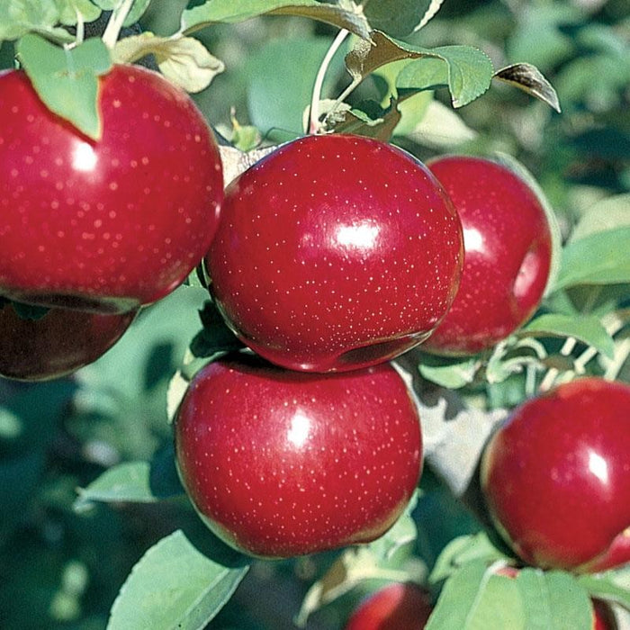 Apple, Empire, 7 gal (5-7 ft)