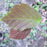 Witch Hazel, Harvest Moon Witch Hazel