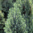 Spruce, Dwarf Alberta Spruce