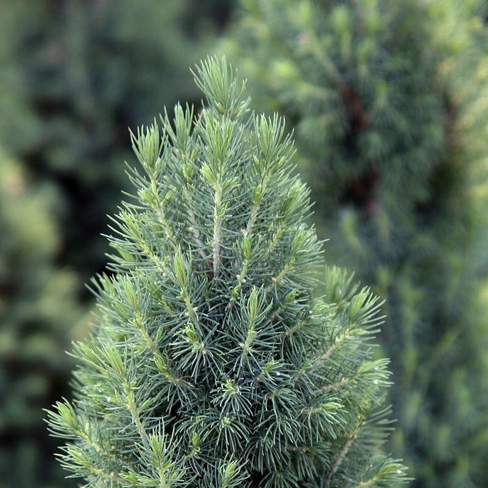 Spruce, Dwarf Alberta Spruce