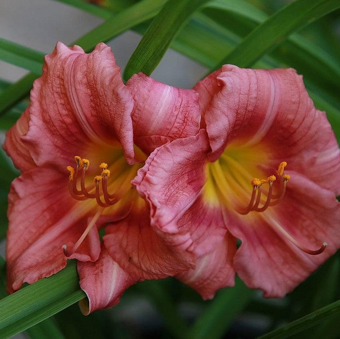 Daylily, Rosy Returns Daylily