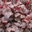 Coral Bells, Plum Pudding Coral Bells