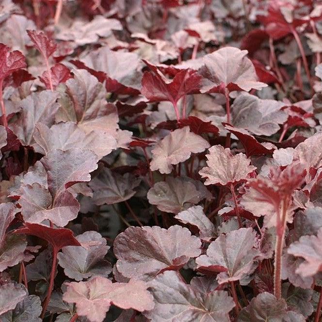 Coral Bells, Plum Pudding Coral Bells