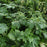 Anemone, Robustissima Grape Leaf Anemone